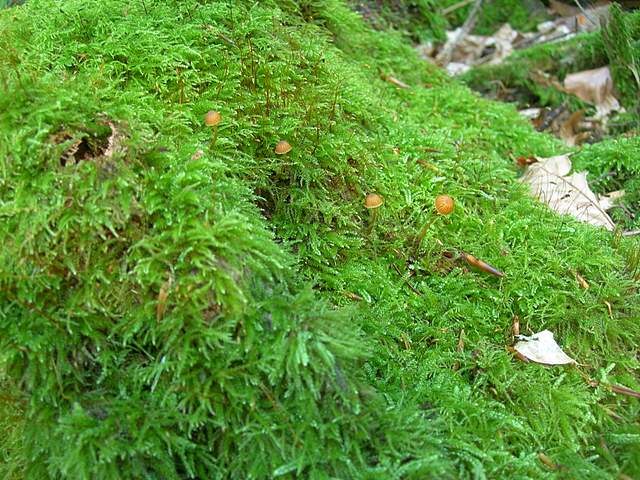 La Flora fungina negli aspetti microclimatici subtropicali